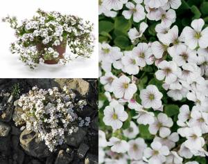 Gypsophila cerastioides yerörtücü jipsofila çiçeği fidesi