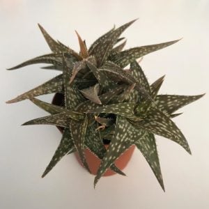 Aloe rauhii snowflake aloe sukulent bitki