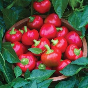 Tatlı kiraz biber tohumu red cherry sweet pepper