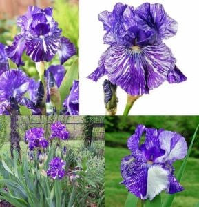 Batik iris germanica saksıda kök süsen
