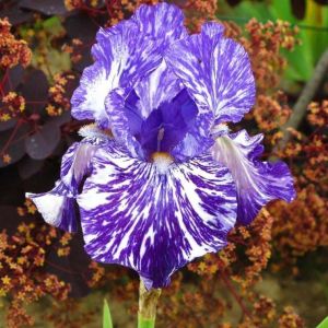 Batik iris germanica saksıda kök süsen