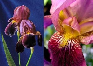Ambassadeur iris çiçek soğanı süsen germanica