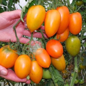 Turuncu salkım domates tohumu orange banana tomato seeds