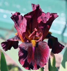 Sultan's palace iris süsen çiçeği soğanı iris germanica