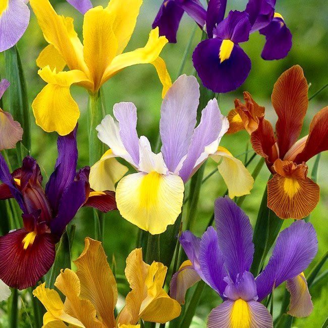Iris hollandica soğanı karışımı