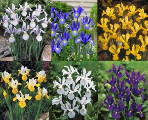 Iris hollandica soğanı karışımı
