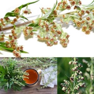 Şifalı miskotu ayvadana tohumu artemisia vulgaris mugwort