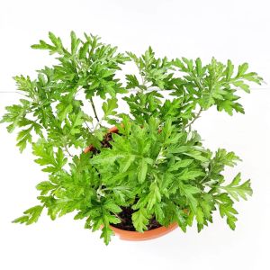 Şifalı miskotu ayvadana tohumu artemisia vulgaris mugwort