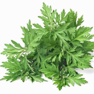 Şifalı miskotu ayvadana tohumu artemisia vulgaris mugwort