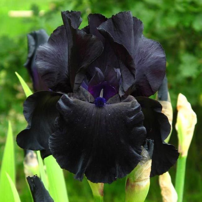 Black dragon iris çiçeği soğanı süsen