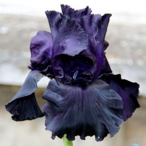 Black dragon iris çiçeği soğanı süsen