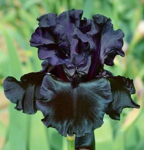 Black dragon iris çiçeği soğanı süsen