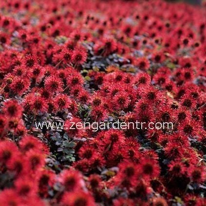 Acaena tohumu yer örtücü yayılıcı bitki copper carpet