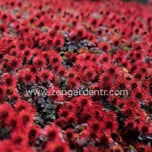 Acaena tohumu yer örtücü yayılıcı bitki copper carpet