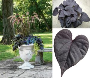 Siyah kalp yapraklı ipomoea batatas fidesi basket black heart