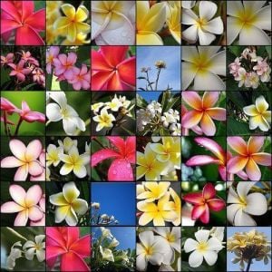 Plumeria fidesi kokulu çiçekler