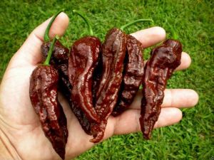 Dünyanın en acı biberi chocolate bhut jolokia biber tohumu