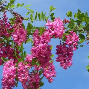 Pembe çiçekli akasya ağacı fidanı robinia hispida