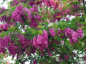 Pembe çiçekli akasya ağacı fidanı robinia hispida