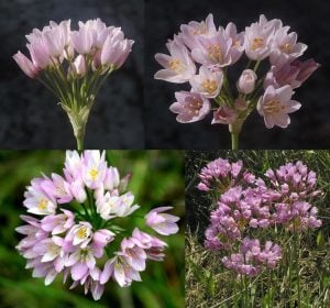 Allium roseum soğanı 10 adet