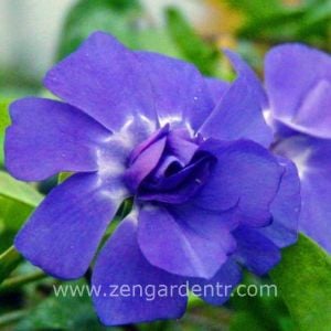 Panta katlı mavi çiçekli vinca minor fidesi yerörtücü