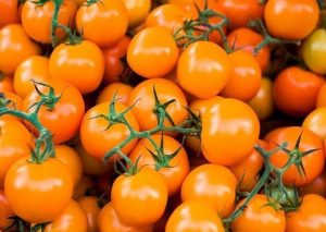 Atalık Figiel turuncu çeri üzüm domates tohumu sırık tip