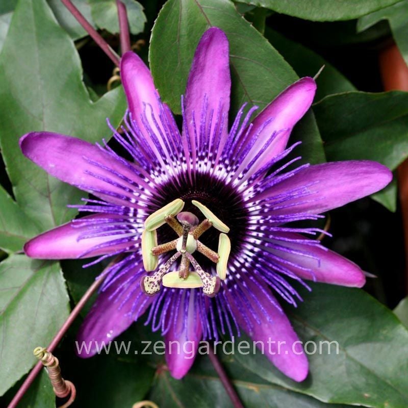 Mor passiflora fidesi lavender lady