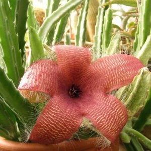 Stapelia nobilis