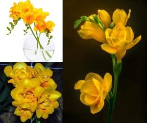 10 adet sarı katlı frezya soğanı freesia kokulu kayısı çiçeği