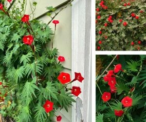 Kardinal servi sarmaşık tohumu ipomoea cardinalis quamoclit