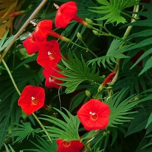 Kardinal servi sarmaşık tohumu ipomoea cardinalis quamoclit