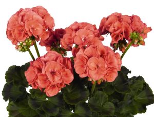 Mercan sardunya fidesi survivor coral pelargonium