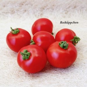 Kırmızı Başlıklı Kız saksı domates tohumu rotkappchen tomato