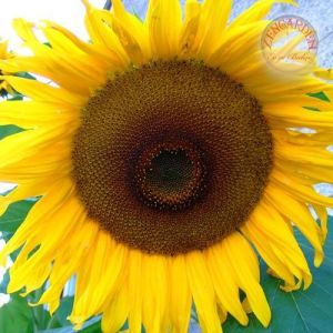 Dev titan ayçiçek tohumu atalık giant sunflower titan
