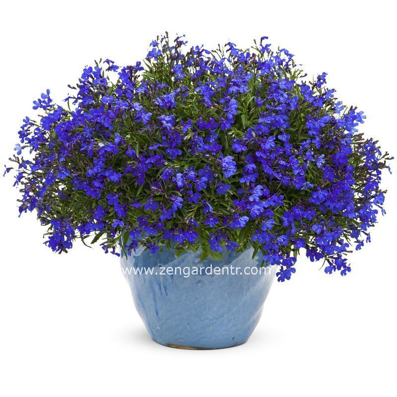 Kobalt mavi lobelya tohumu lobelia cobalt blue