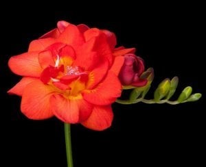 10 adet kırmızı katlı frezya soğanı freesia kokulu kayısı çiçeği