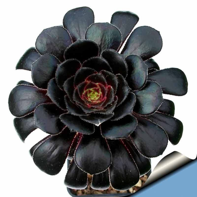 Aeonium arboreum schwarzkopf sukulent bitki