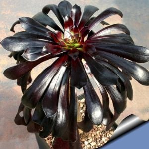 Aeonium arboreum schwarzkopf sukulent bitki