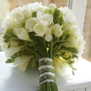 10 adet beyaz katlı frezya soğanı freesia kokulu kayısı çiçeği