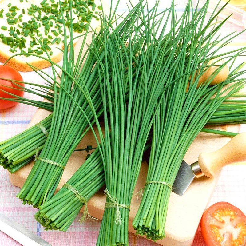 Frenk soğanı tohumu soğanotu orta yapraklı onion chives