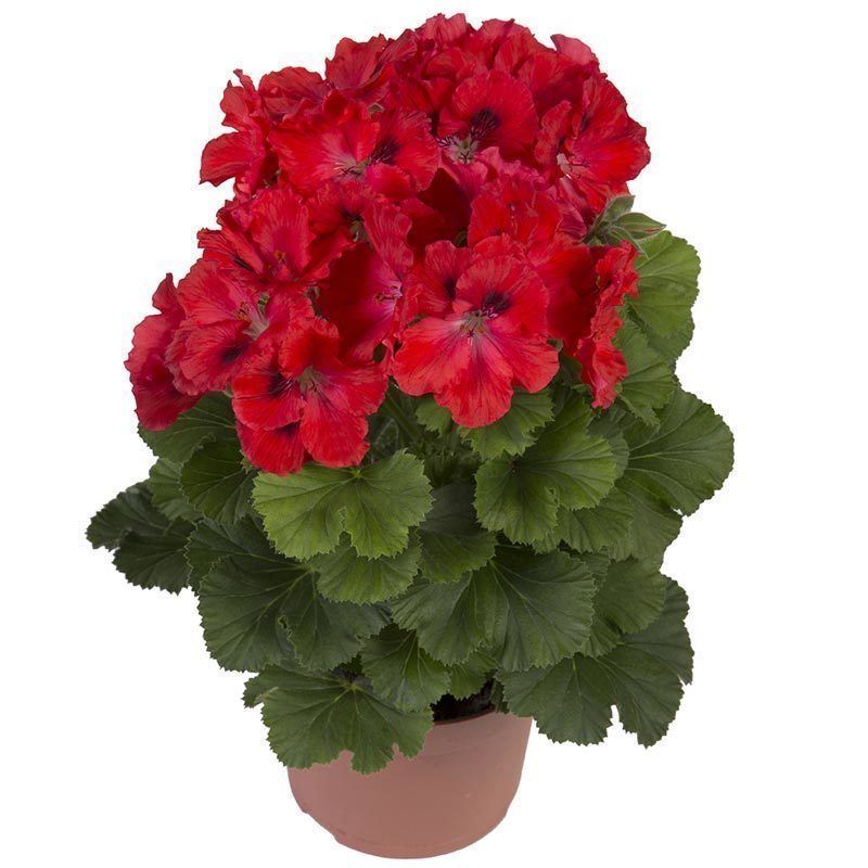 Rosanna canan sardunya fidesi pelargonium ceylan gözü