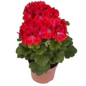 Rosanna canan sardunya fidesi pelargonium ceylan gözü