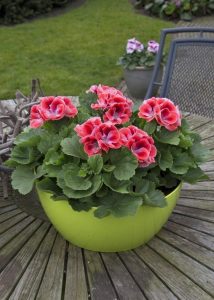 Mandarin canan sardunya fidesi pelargonium ceylan gözü