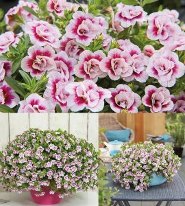 Katlı pembe kırmızı calibrachoa fidesi sarkan double pink bicolor