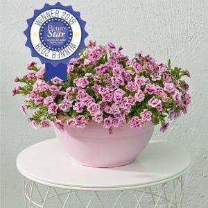 Katlı pembe kırmızı calibrachoa fidesi sarkan double pink bicolor