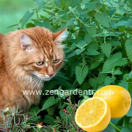 Limon aromalı kedi nanesi lemon catmint citriodora