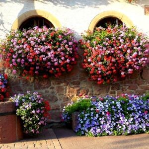 Ville de Paris Strawberry sarkan sakız sardunya fidesi ithal