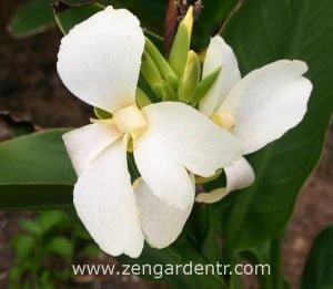 Bodur tespih çiçeği fidesi canna tropical white