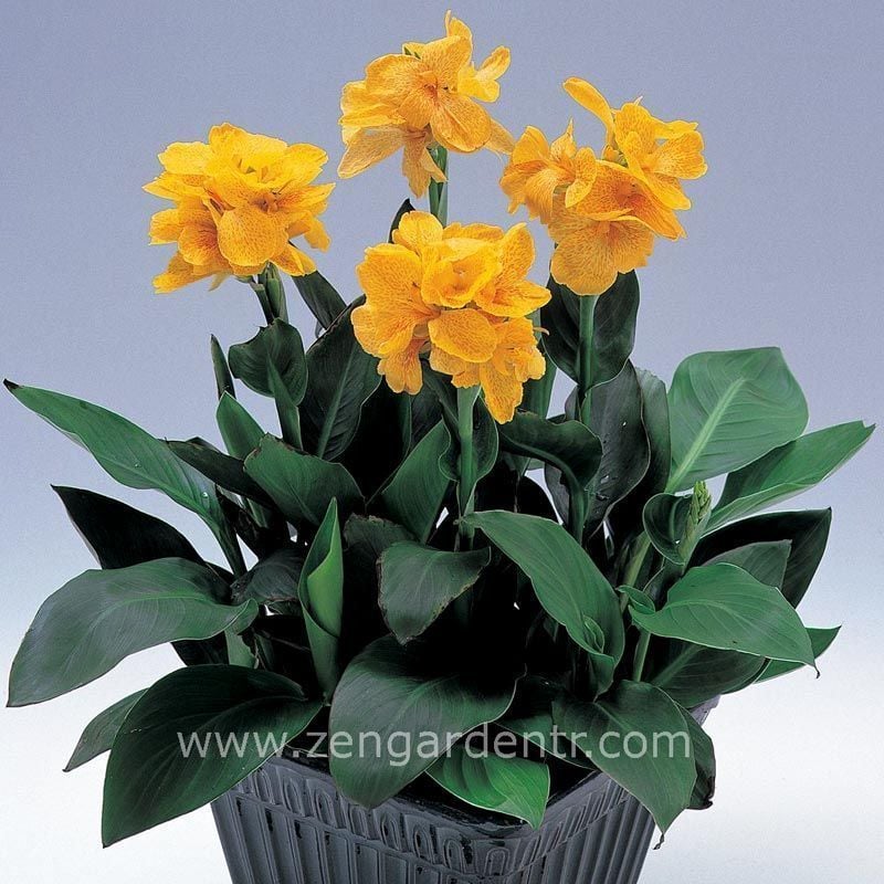 Bodur tespih çiçeği fidesi canna tropical yellow