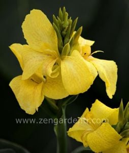Bodur tespih çiçeği fidesi canna tropical yellow